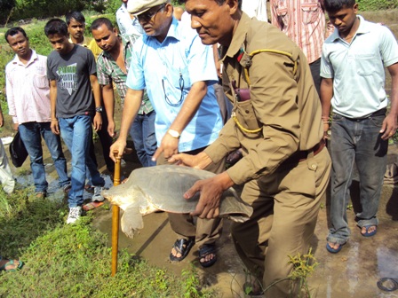 Tortoise  recovered at Demow