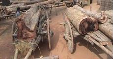 Timber smuggling unabated in Karbi Anglong forest