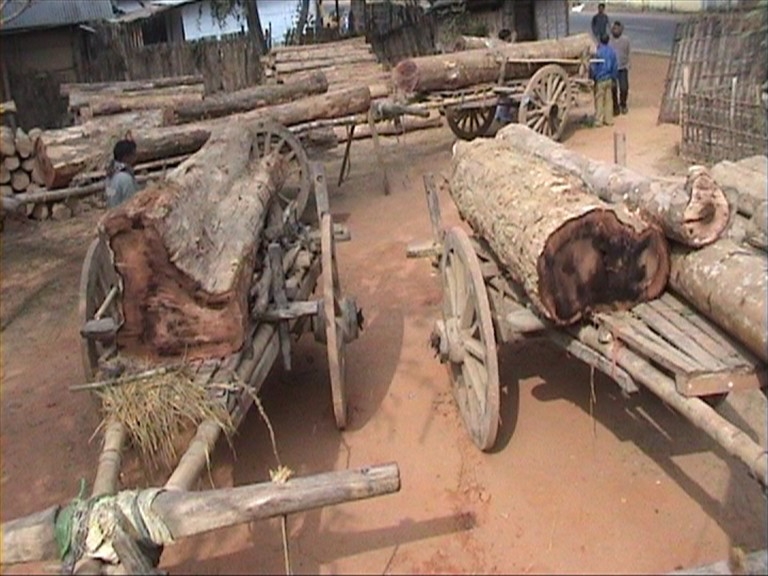 Timber smuggling unabated in Karbi Anglong forest