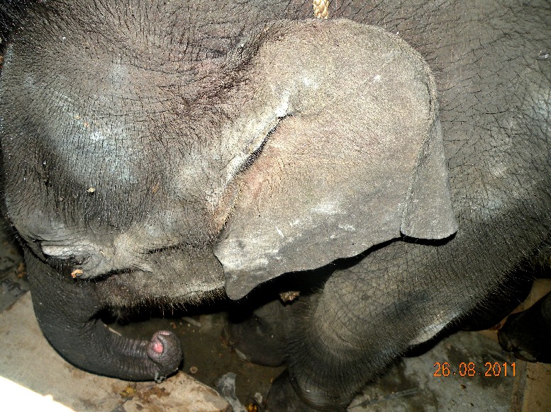 Man-elephant conflict takes serious turn in Udalguri district