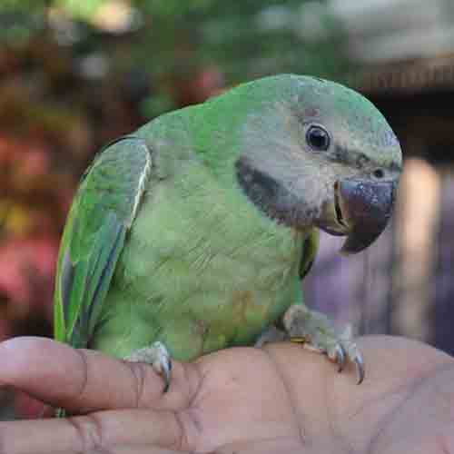 Birds’ phenomena at Khejurbandh