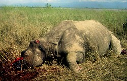 How safe is our wildlife?