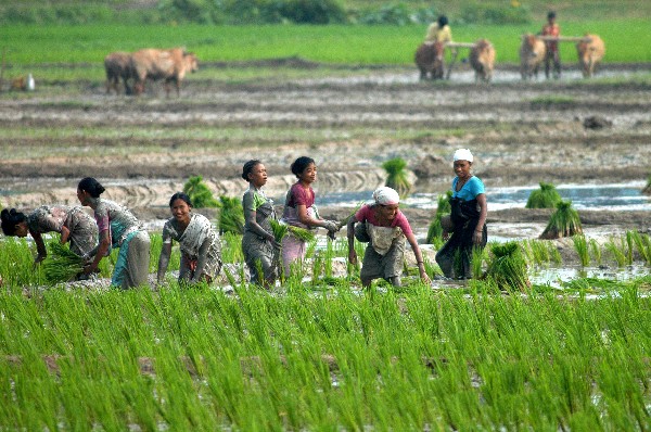 Decreasing paddy production: pests wreaking havoc before harvesting season