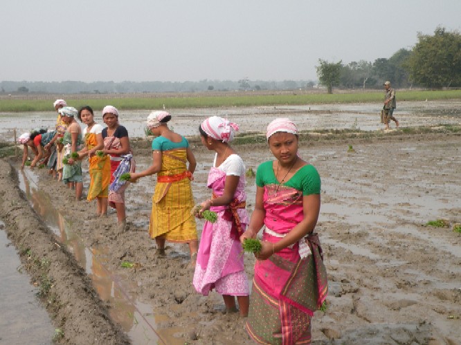 Young  people start cultivation at Bhergaon