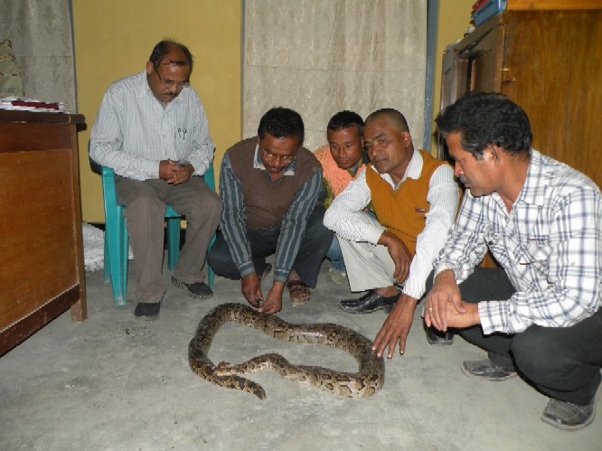 Injured python treated at Kalaigaon PS