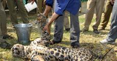 Injured leopard rescued in Guwahati