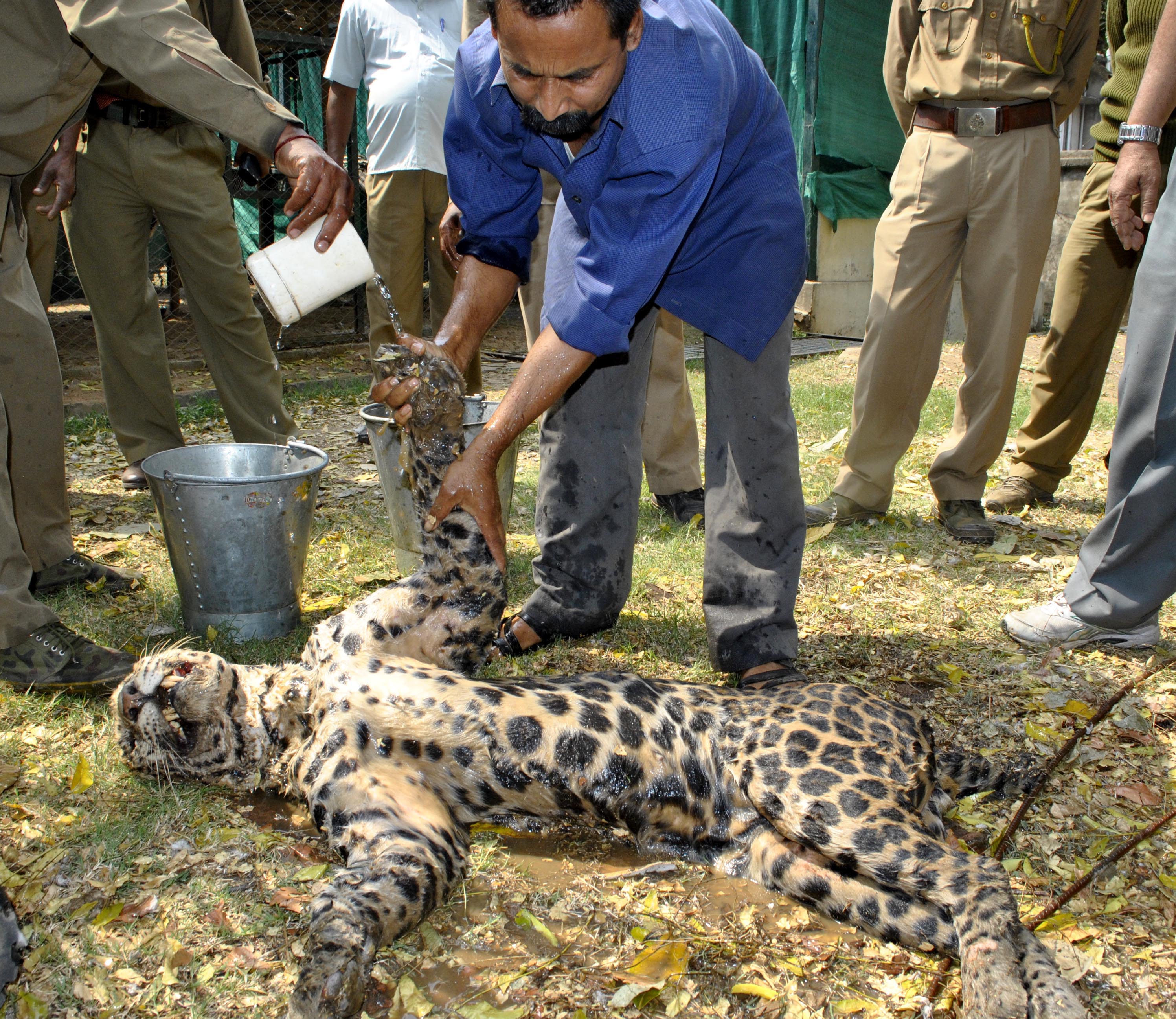 Injured leopard rescued in Guwahati