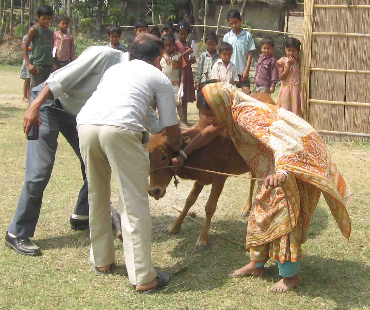 Cattle Vaccination Campaign at Morigaon