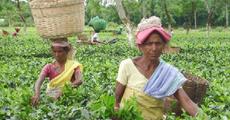Assam tea gets GI status