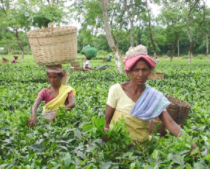 Assam tea gets GI status