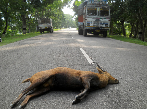 The Kaziranga Dilemma
