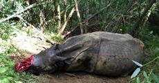 Aaranyak express grave concern on rhino poaching