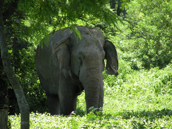 Deaths of wild elephants in Udalguri