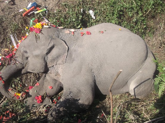 Wild elephant found dead in Udalguri