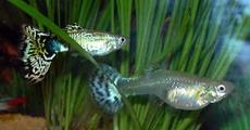 Tiny aquarium “Guppy” may eradicate dengue
