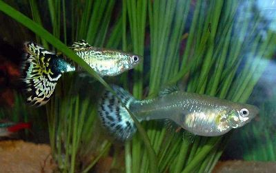 Tiny aquarium “Guppy” may eradicate dengue