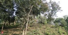 A Rubber plantation within Guwahati city