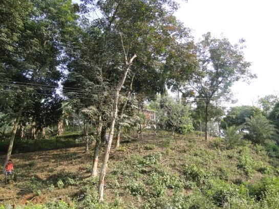 A Rubber plantation within Guwahati city