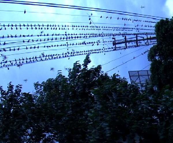 Sparrows buy home in Guwahati