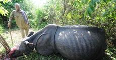 Poisoning Rhino Horns