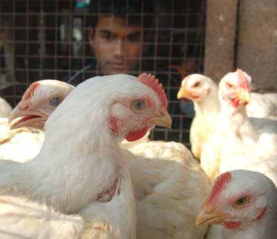 Bird Flu Alert