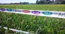 Multi-cropping yields good harvest at Sonertari 