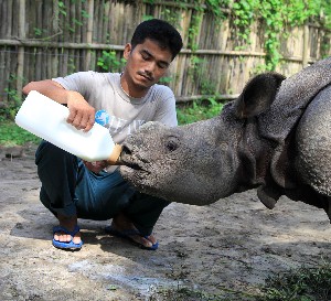 Rescued rhino calf relocated to Manas