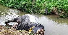 Barbaric killing of a jumbo