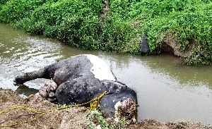 Barbaric killing of a jumbo