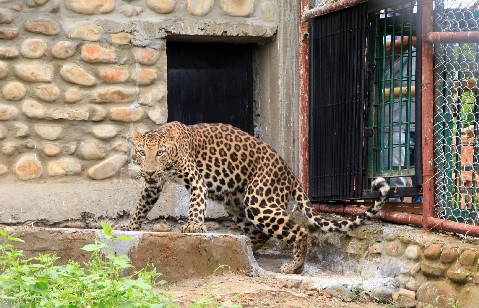 Hand-reared leopard moved to Zoo from CWRC