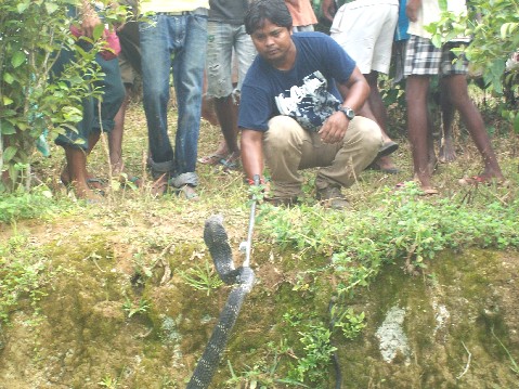 King cobra rescued & rehabilitated