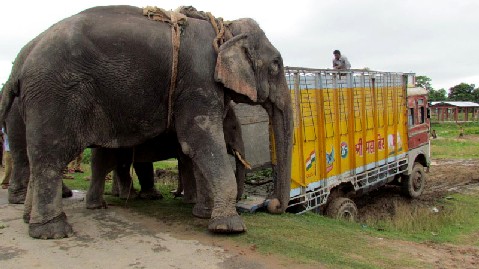 Tusker translocated