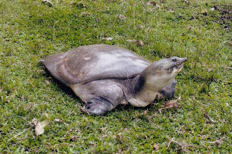Tortoise rescued 