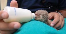 Otters pups rescued from KNP