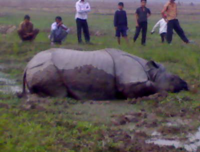 Rhino killing and its motives