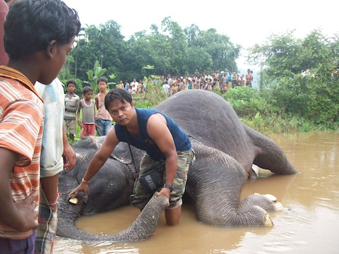 Elephant shot dead, tusks hacked