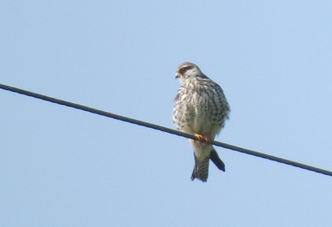 Amur Falcons at Morigaon   