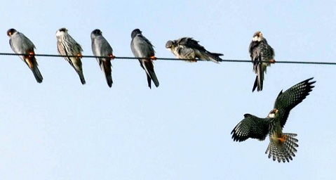 Amur Falcons