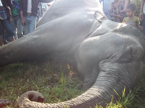 HEC turns serious in Udalguri district: 2 more wild elephants killed