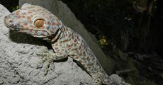 Poacher eyes on Assam's lesser wildlife 