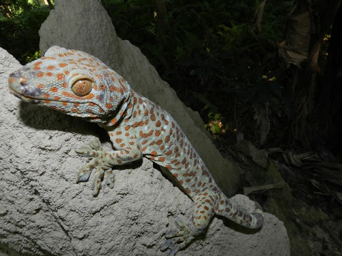 Poacher eyes on Assam's lesser wildlife 
