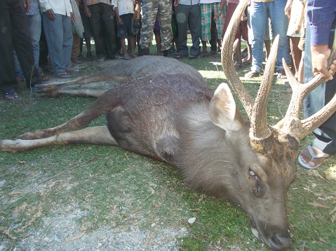 Sambar deer killed near Coramore