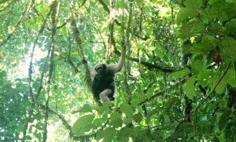 Sixth family of eastern hoolock gibbons shifted to Mehao WLS