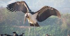 Greater Adjutant released  to nature