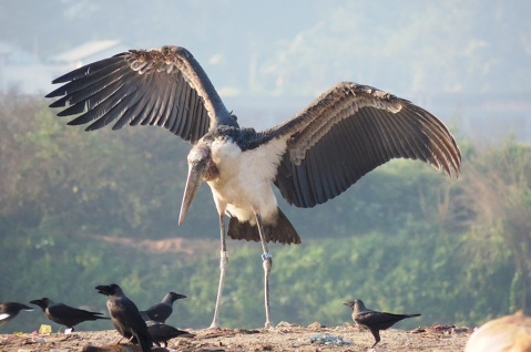 Greater Adjutant released  to nature