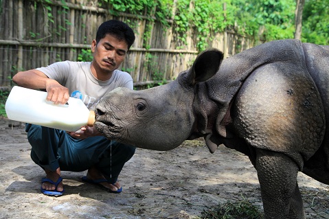 Manas animal keeper gets Wildlife Service Award