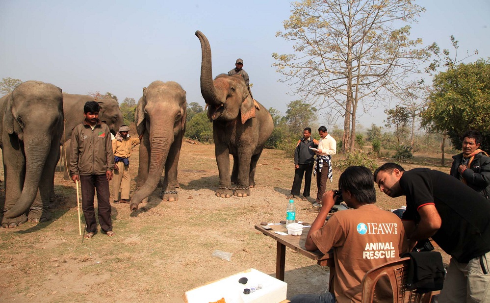 Elephant Health Camp at Manas